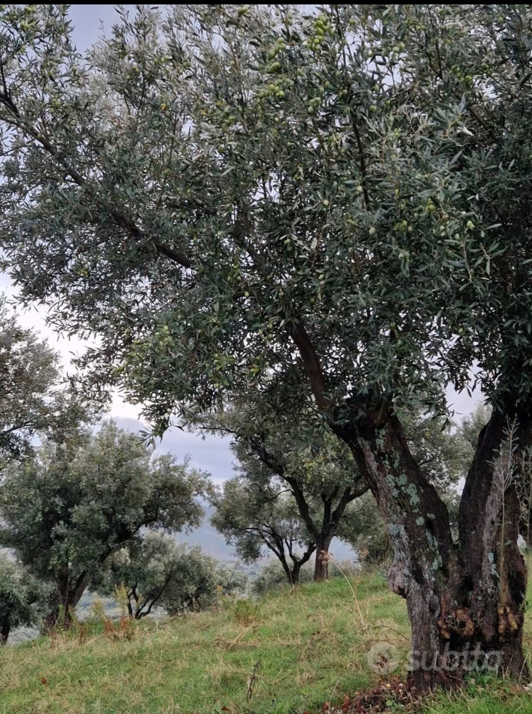 Terreno Agricolo Uliveto